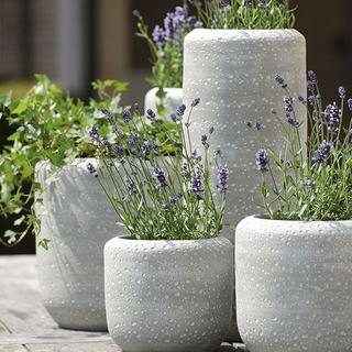 The Lavender Garden